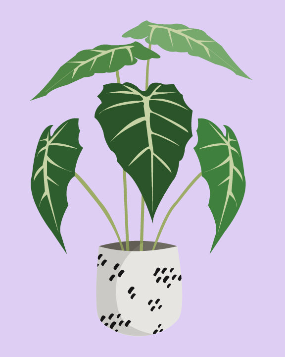 Pink Picasso Kits Paint By Number Kits Assorted